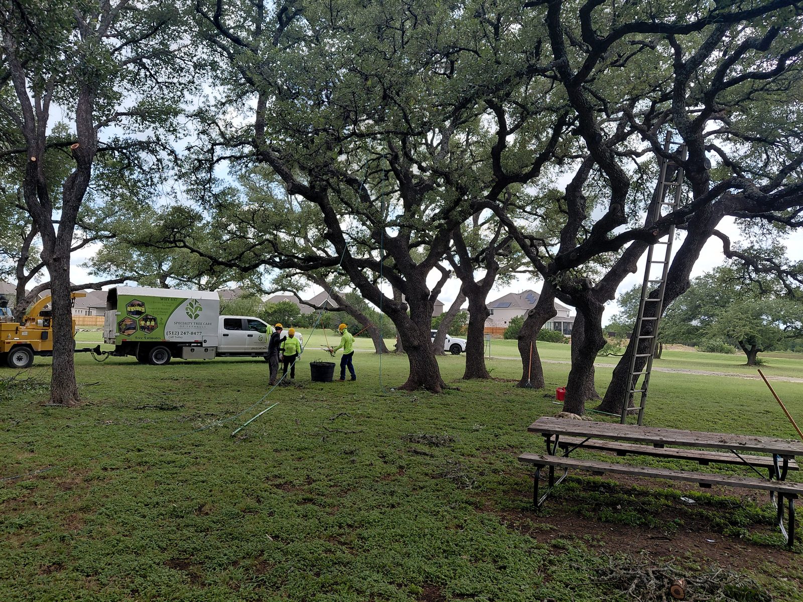 Specialty Tree Care truck and crew pruning live oaks in Leander TX