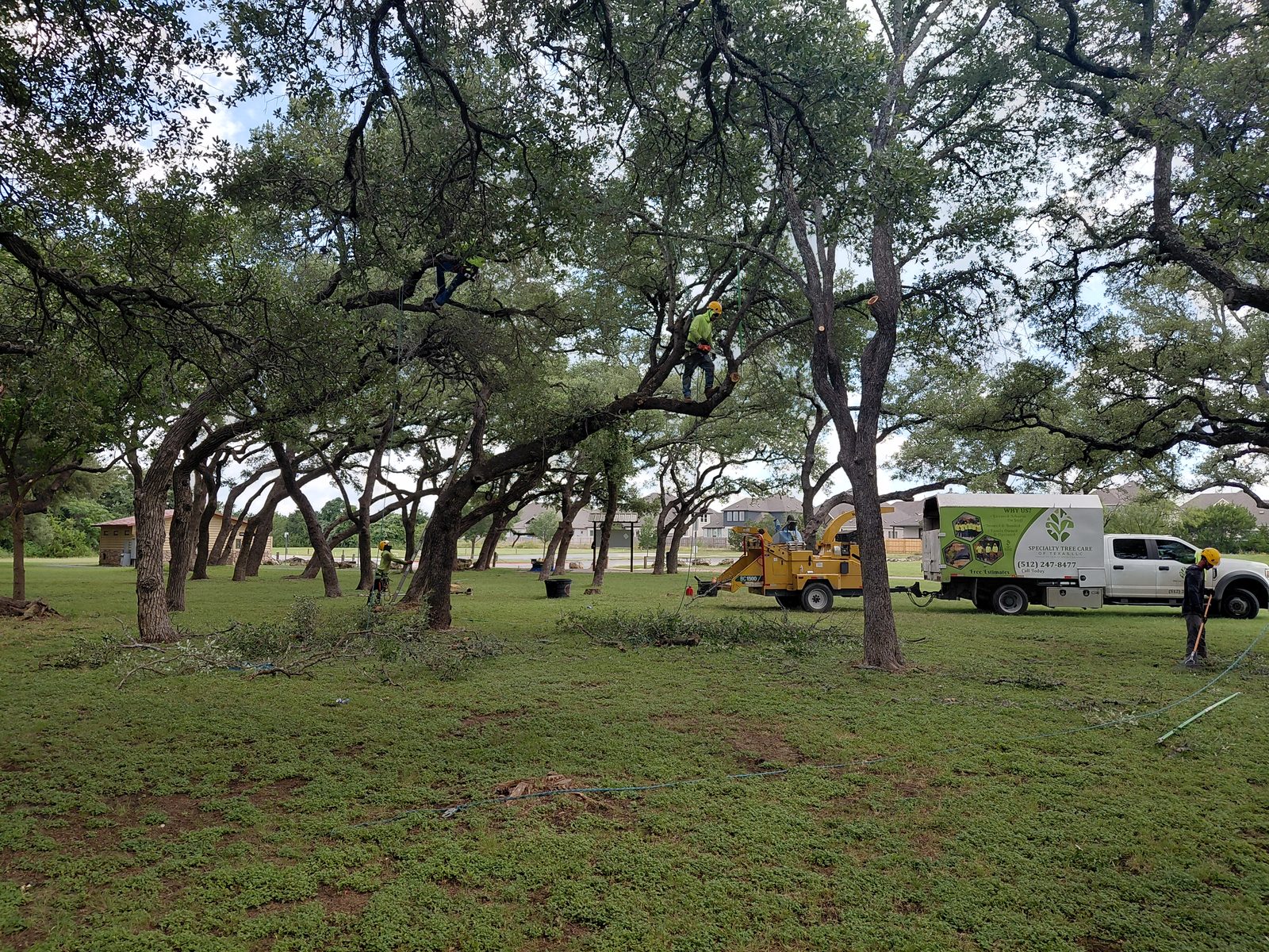 Certified crew trimming live oaks at Divine Park in Leander TX