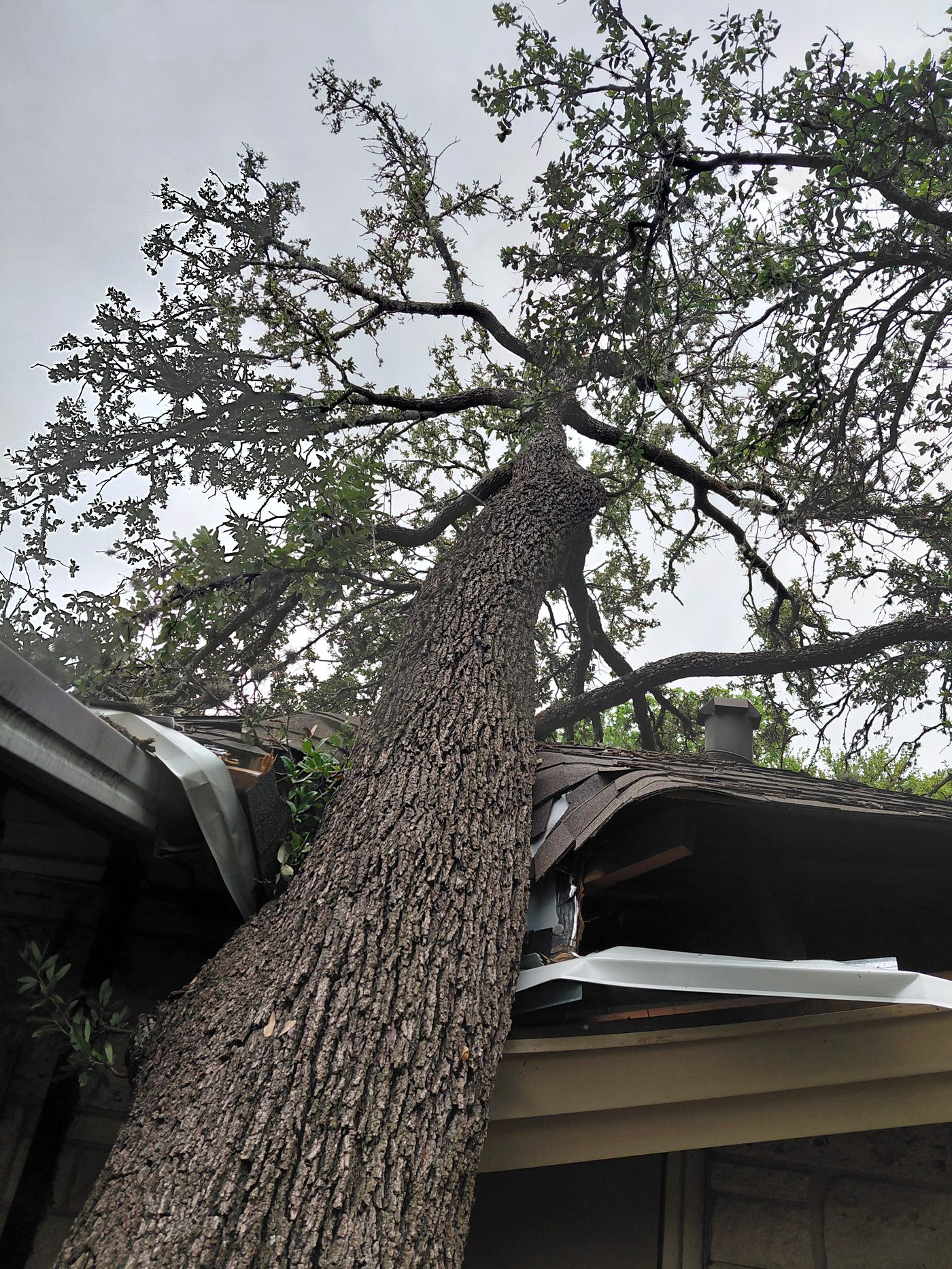 Emergency tree removal - large oak fallen onto Central Texas home roof
