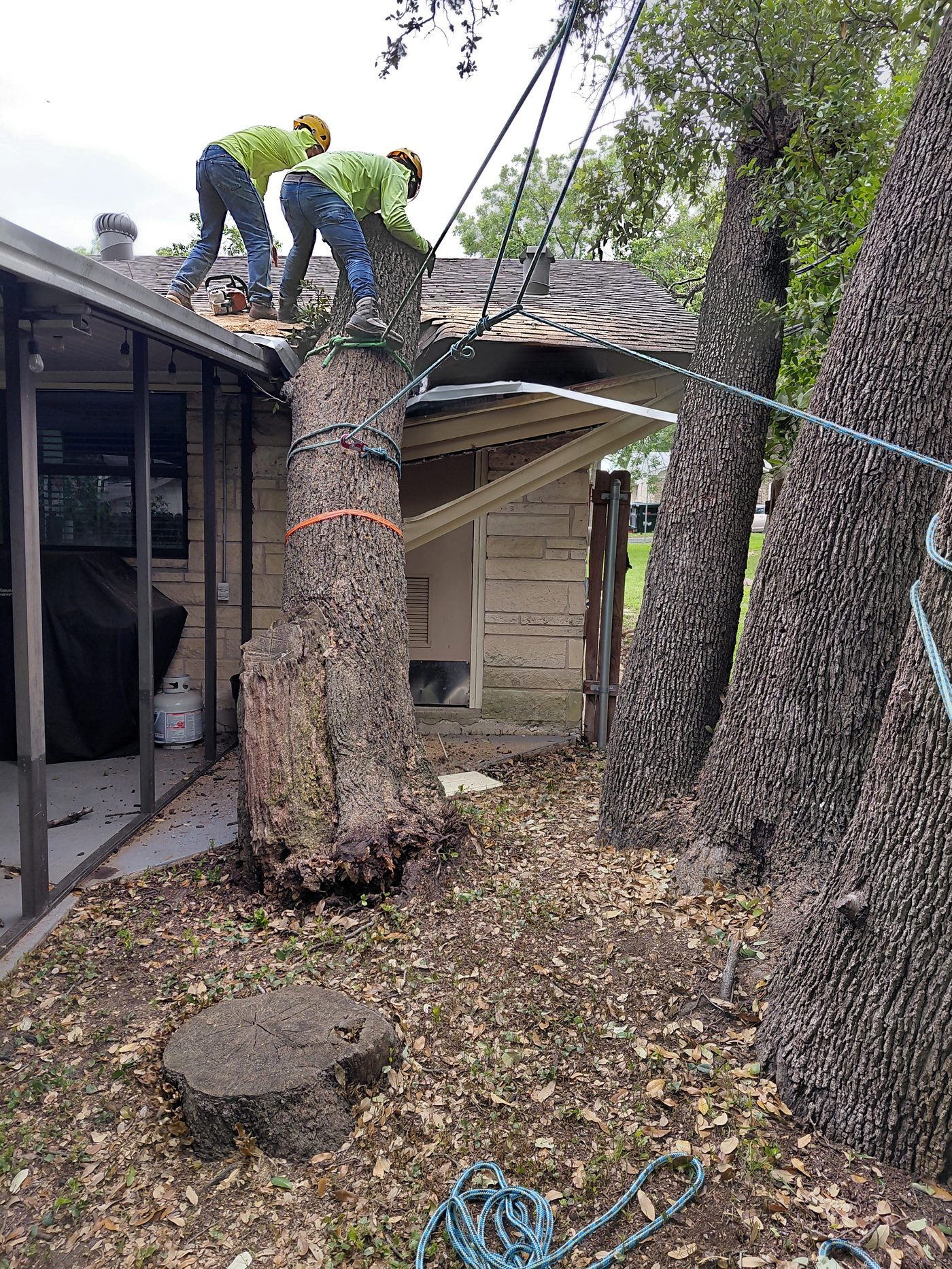 Specialty Tree Care crew cutting down large tree at customer property in Round Rock TX